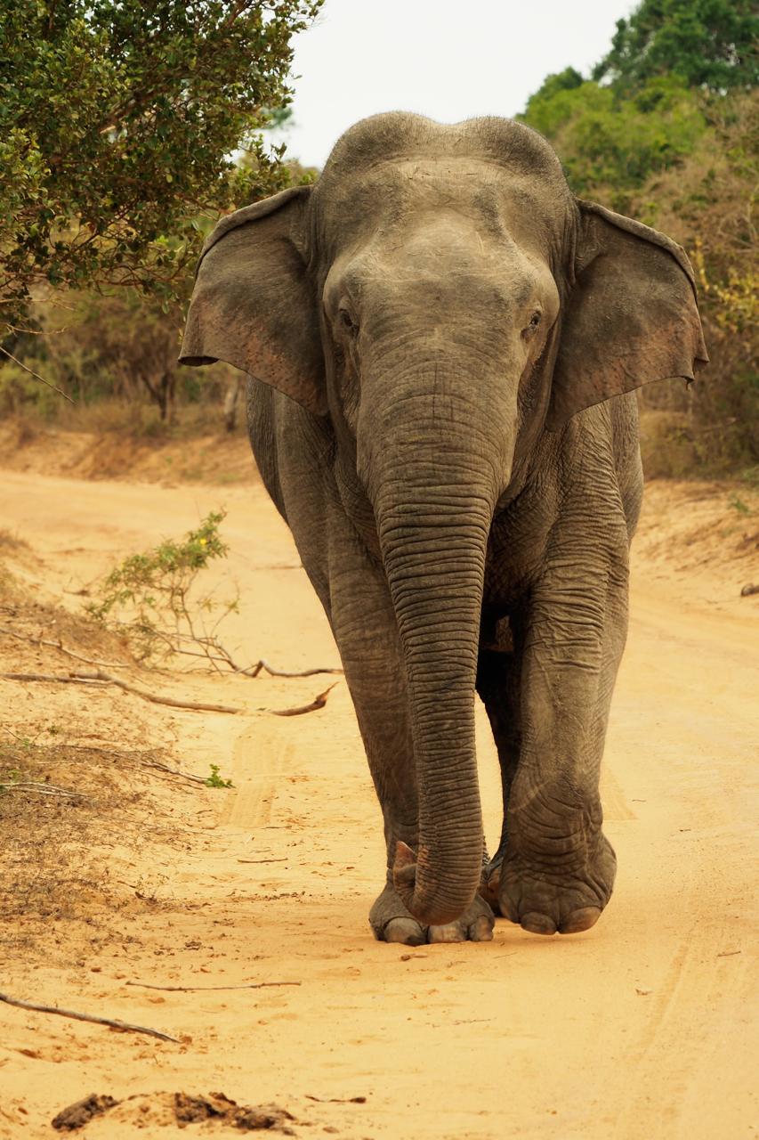Herd of elephants in Sri Lanka