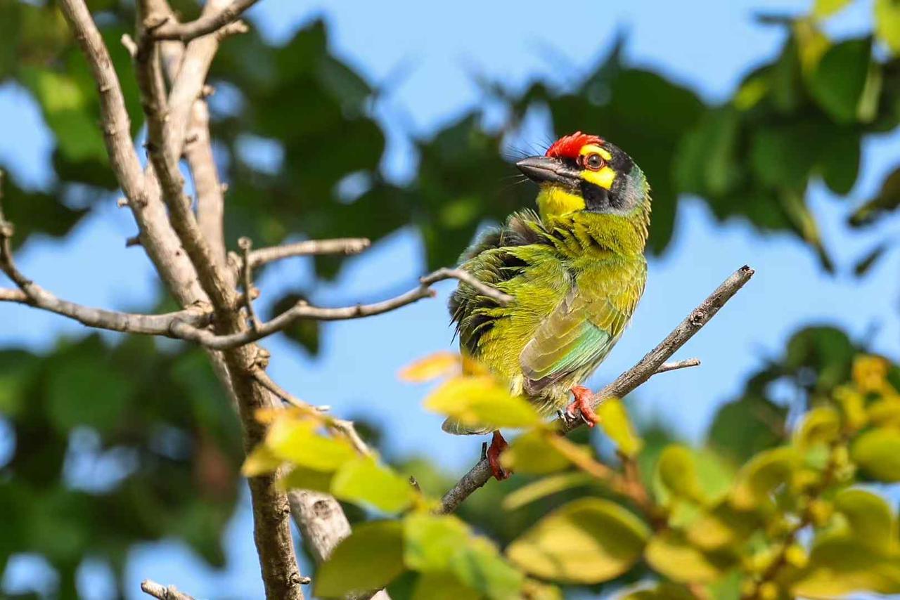 Coppersmith barbet with red forecrown on a bare branch
