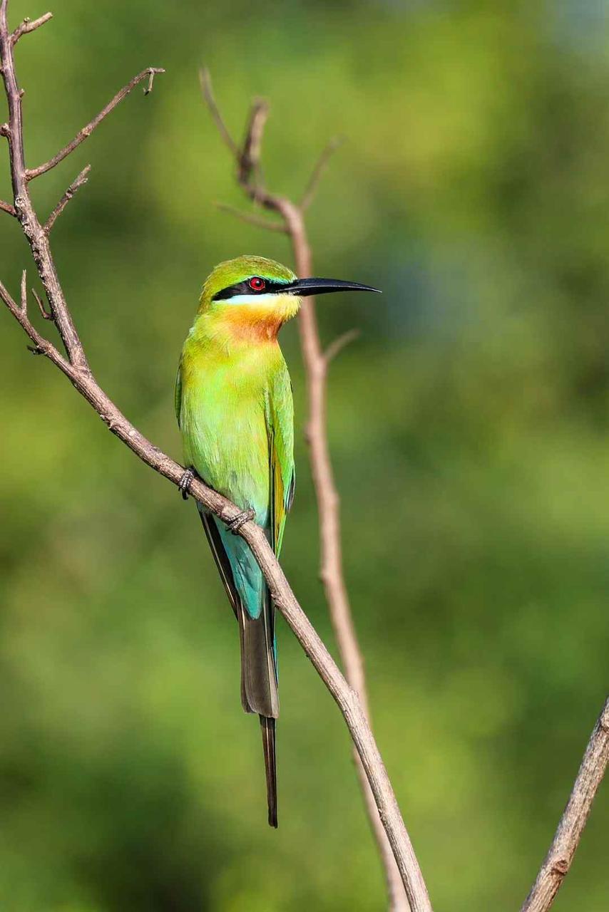 Blue-tailed bee-eater perched on a thin branch