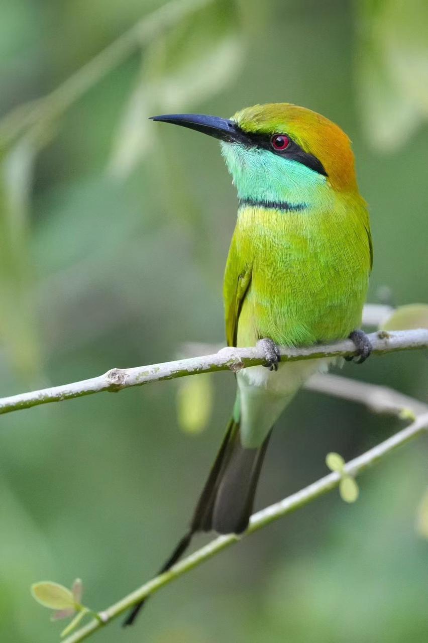 Little green bee-eater on a bare twig