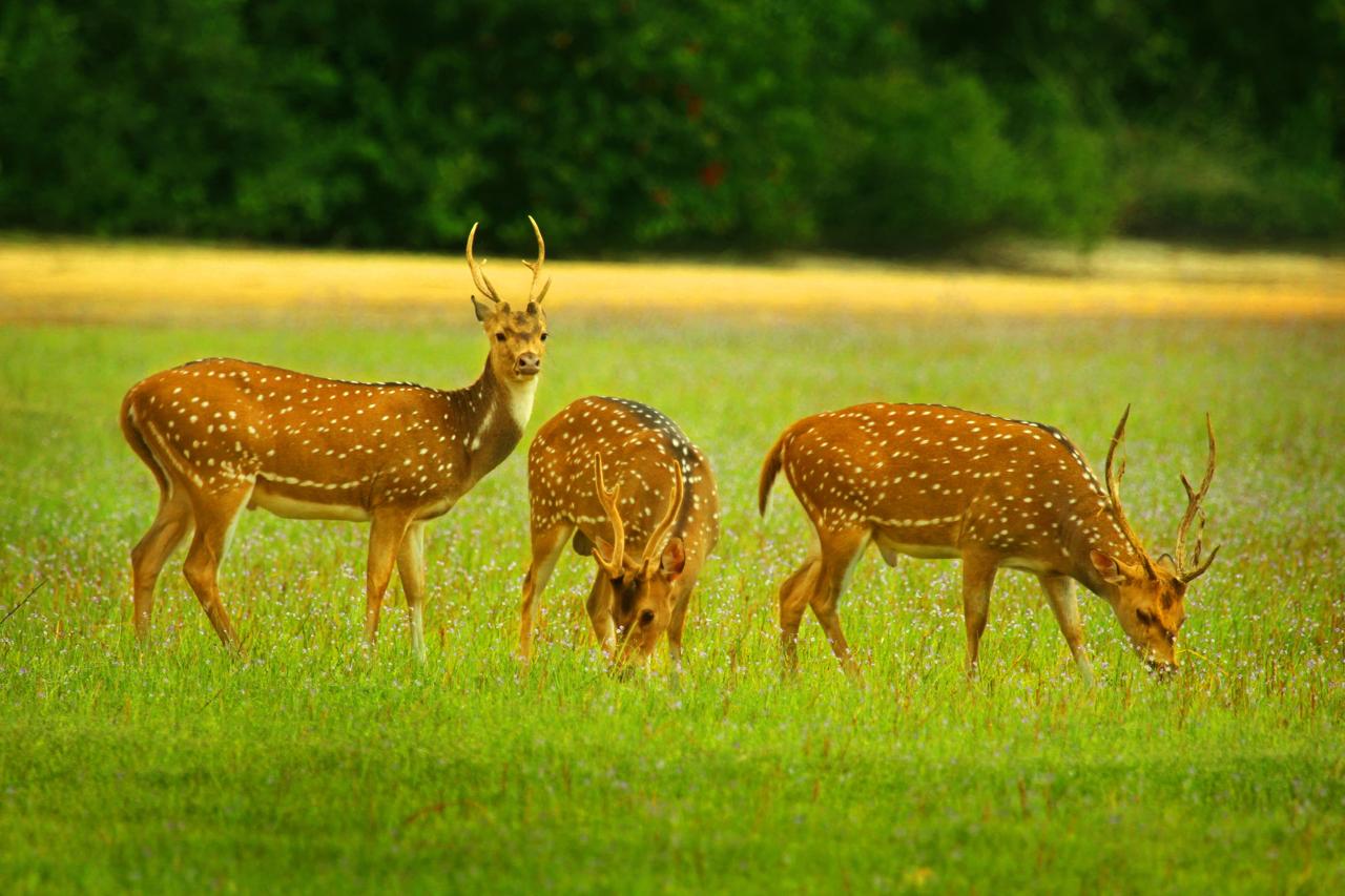 Spotted deer grazing in wildflowers