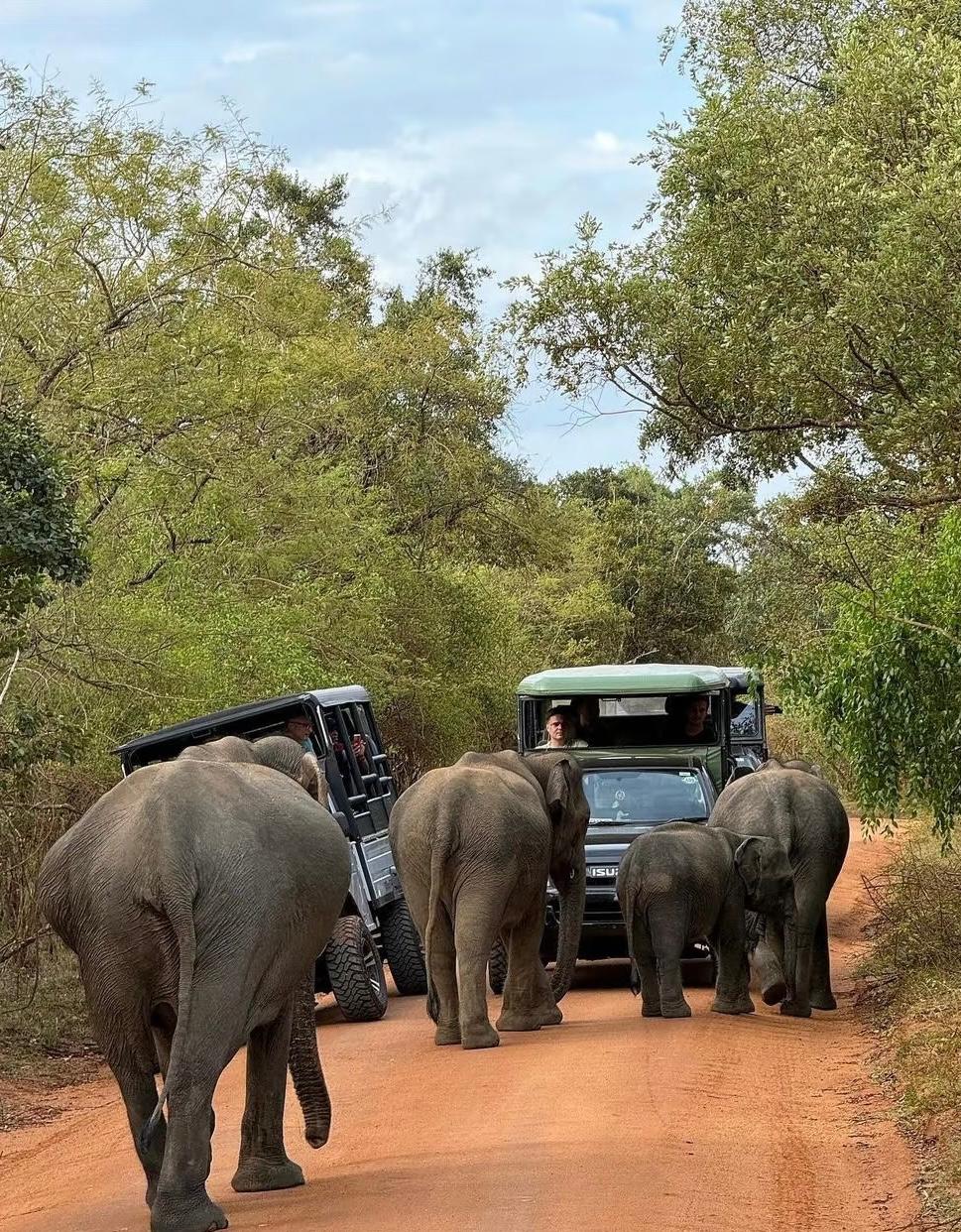 Elephant herd crossing the safari track