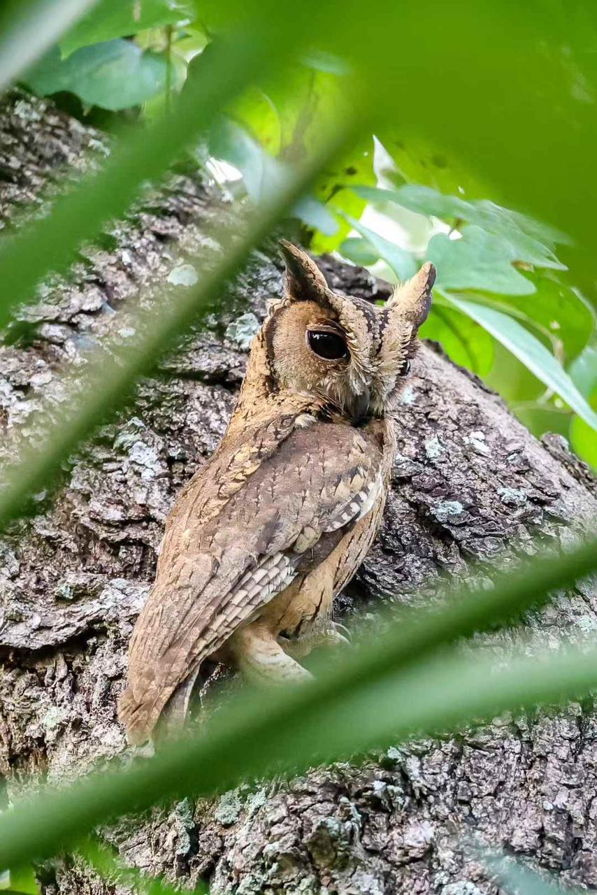 Indian collared scops owl tucked against a tree trunk