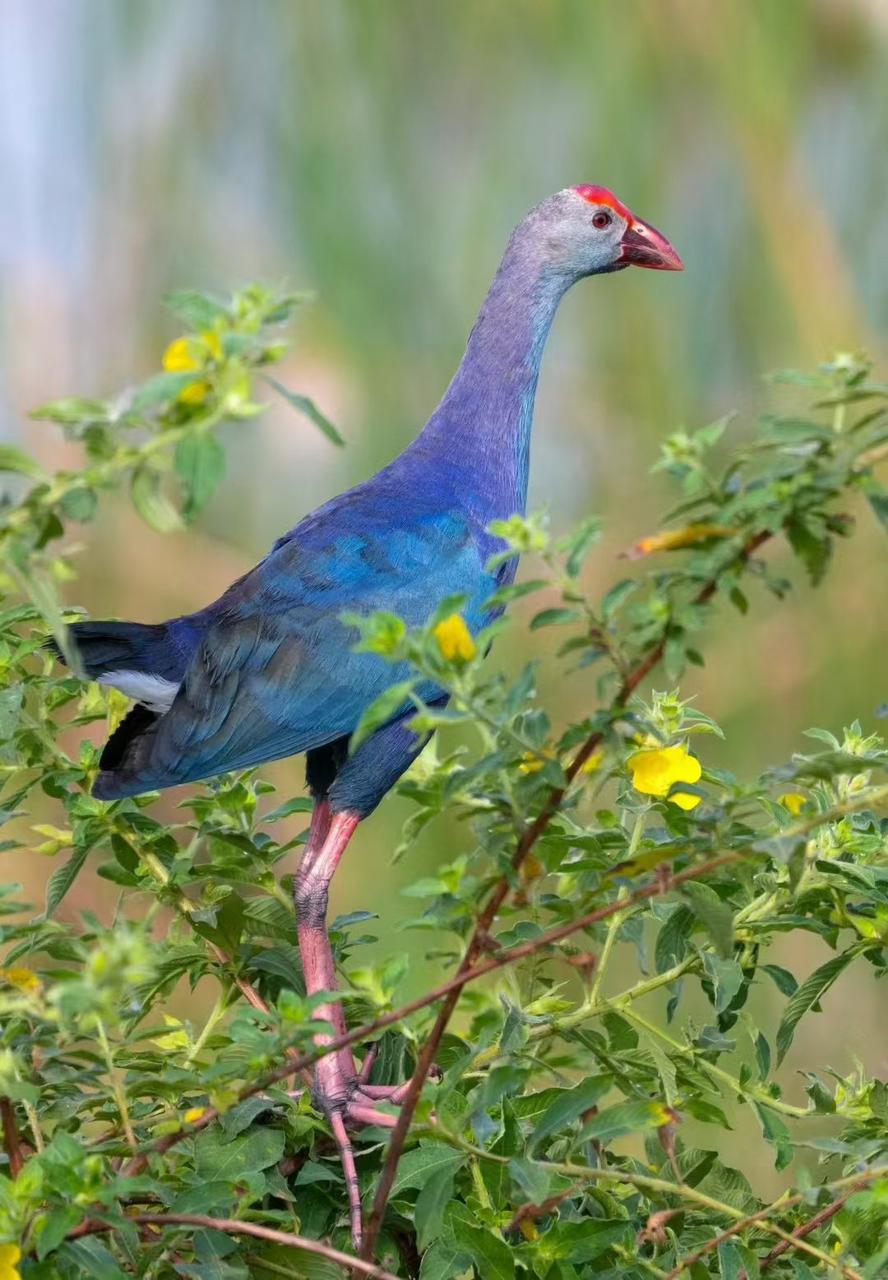 Grey-headed swamphen at Bundala