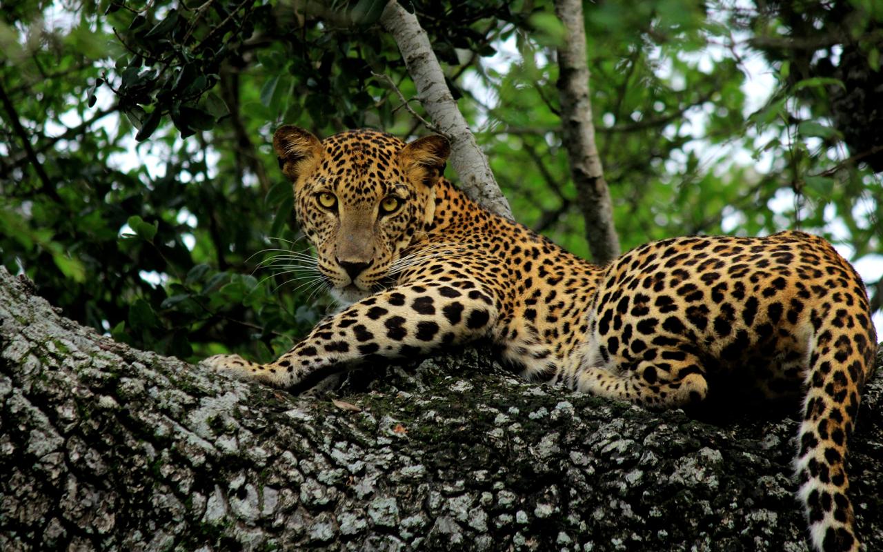 A Sri Lankan leopard walking through golden light