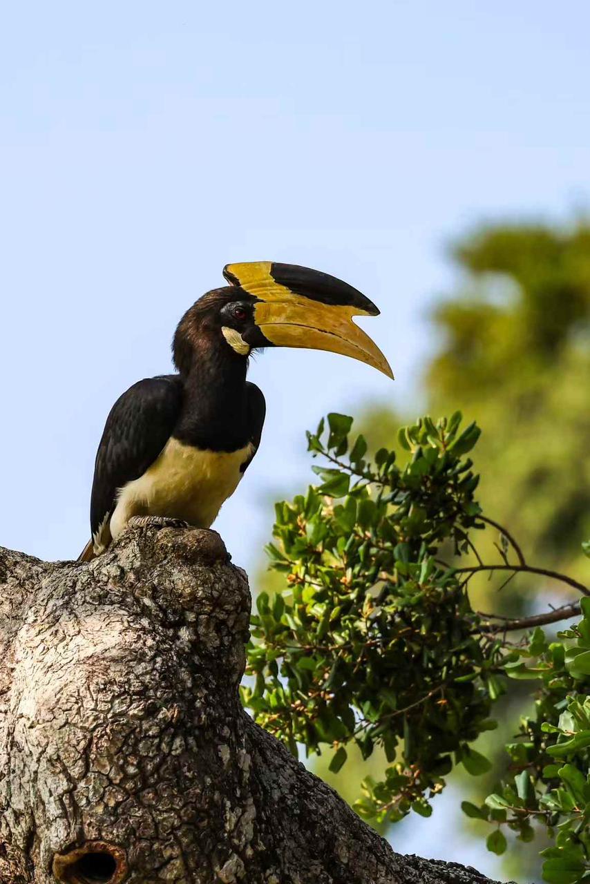Malabar pied hornbill perched on an old tree