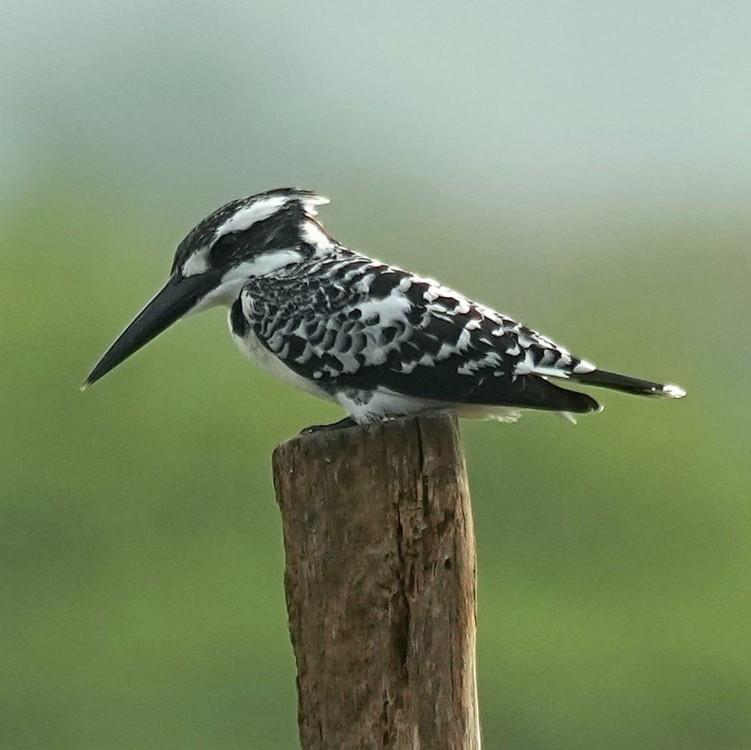 Pied kingfisher perched on a wooden post above a green field