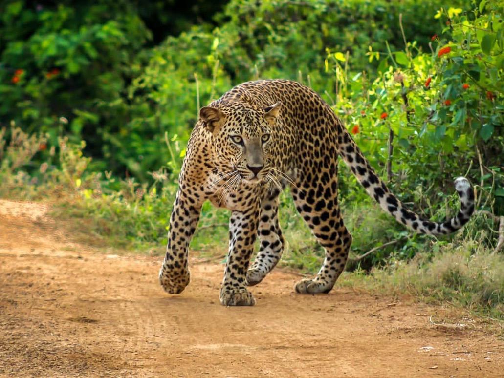 Leopard walking the jungle road