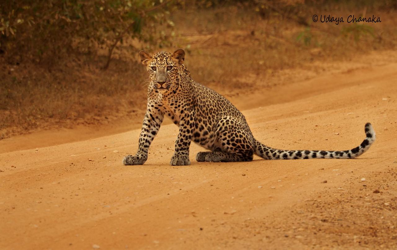 Sri Lankan leopard sitting calmly on a red dirt safari track in Yala