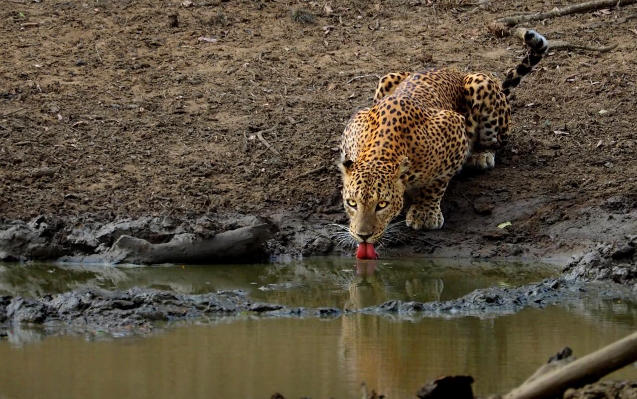 Leopard at a Yala waterhole