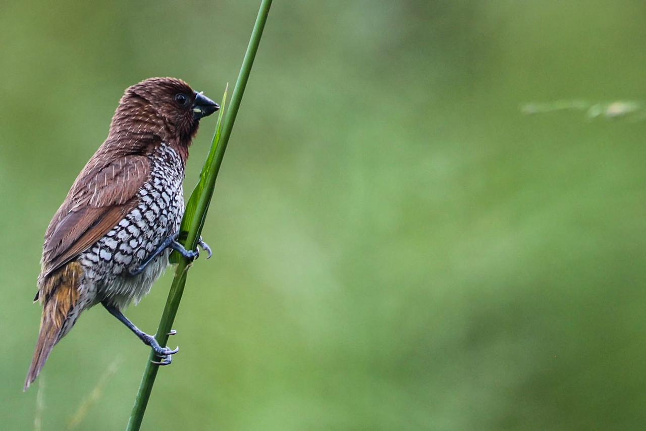 Scaly-breasted munia clinging to a green grass stem