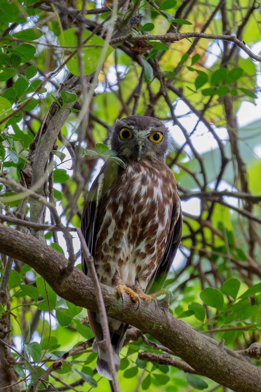 Brown hawk-owl staring out from a tangle of branches