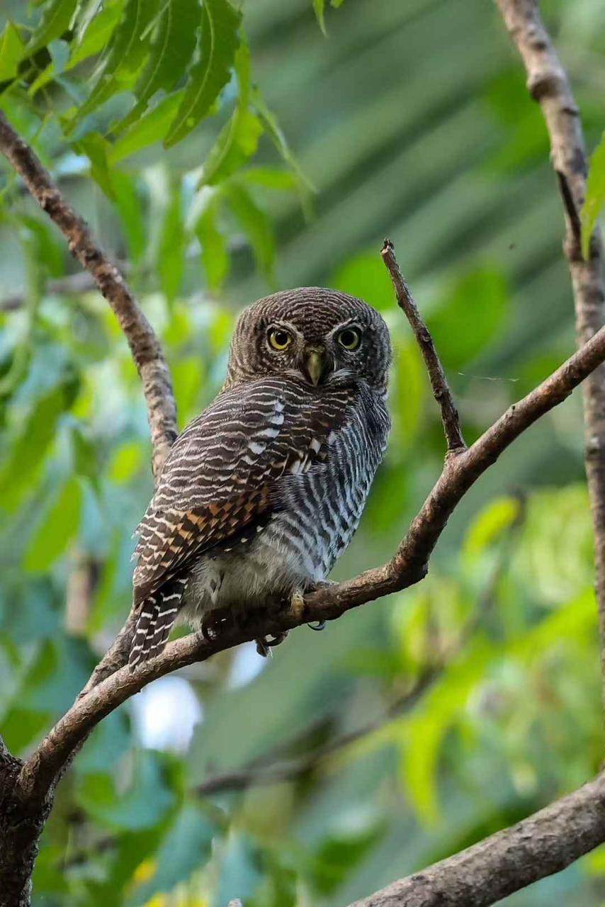 Jungle owlet on a daytime perch, sharing the same dry-zone forest