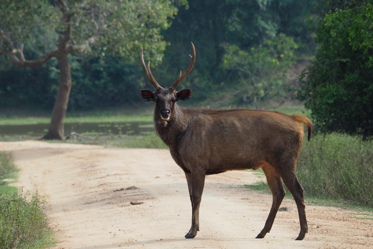 Sambar stag standing alert on a forest track beside a still tank