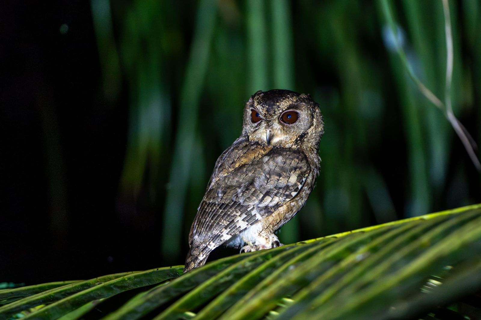 Indian scops owl perched on a palm frond at night
