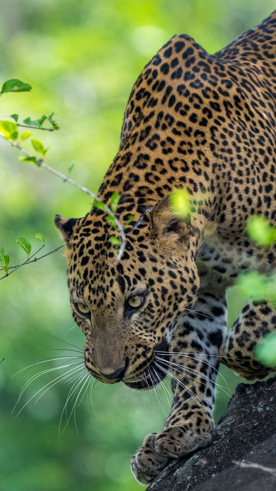 Sri Lankan leopard prowling down a tree