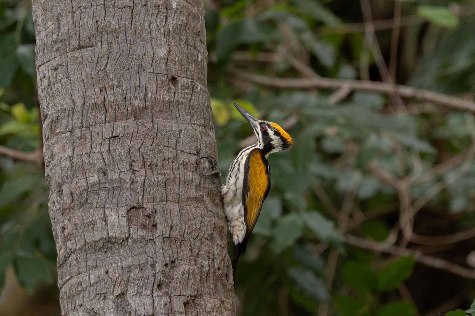 White-naped woodpecker on a palm trunk