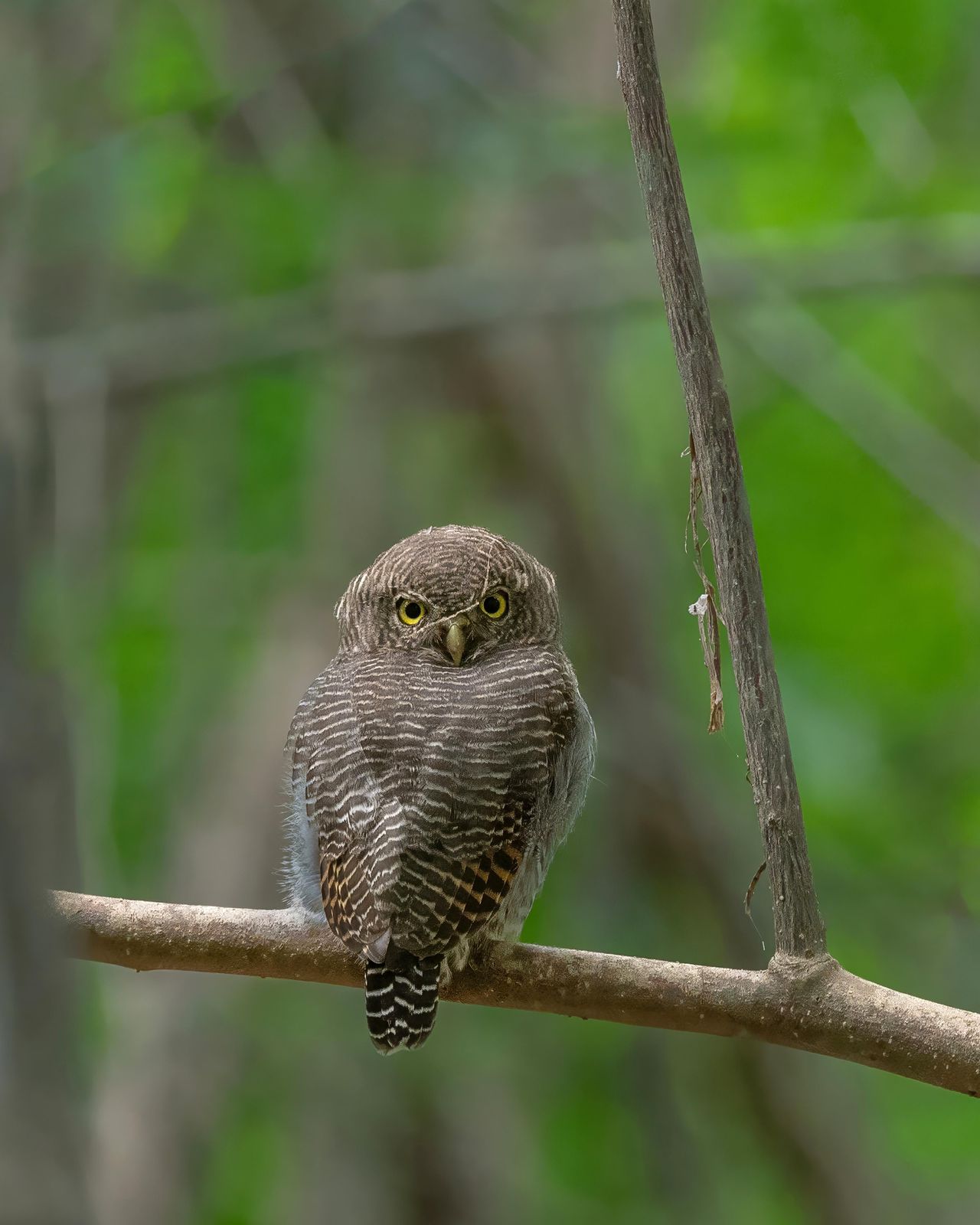 Jungle owlet on a forest branch