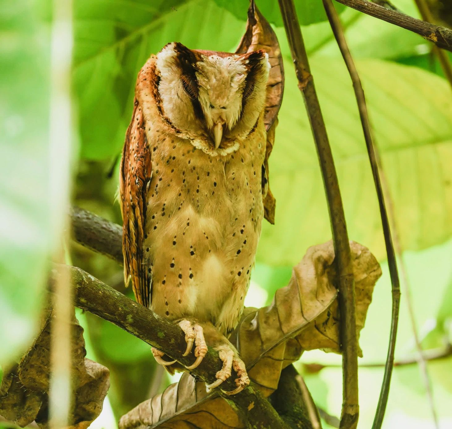 Sri Lanka bay owl resting in the rainforest
