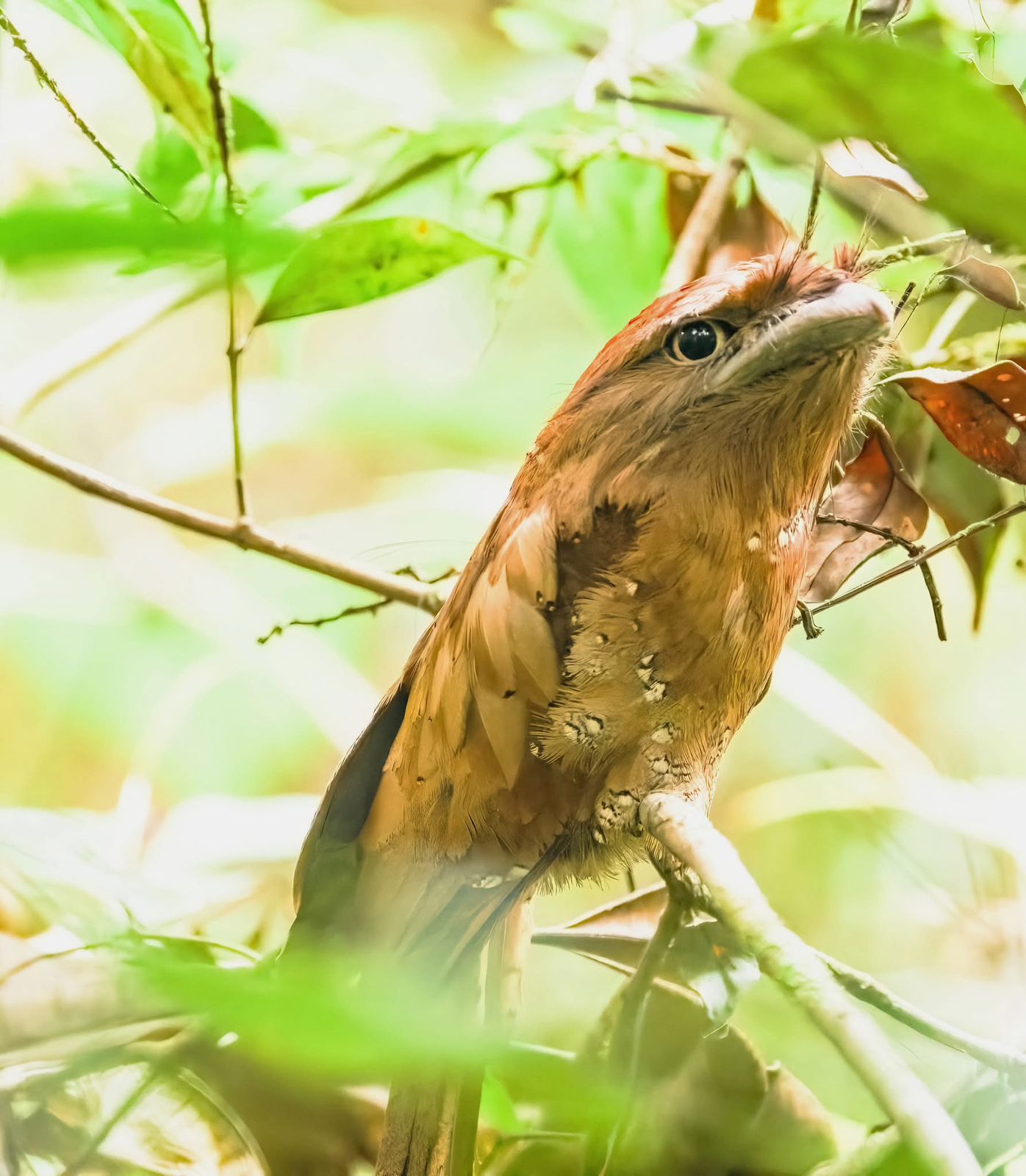 Sri Lanka frogmouth camouflaged in foliage