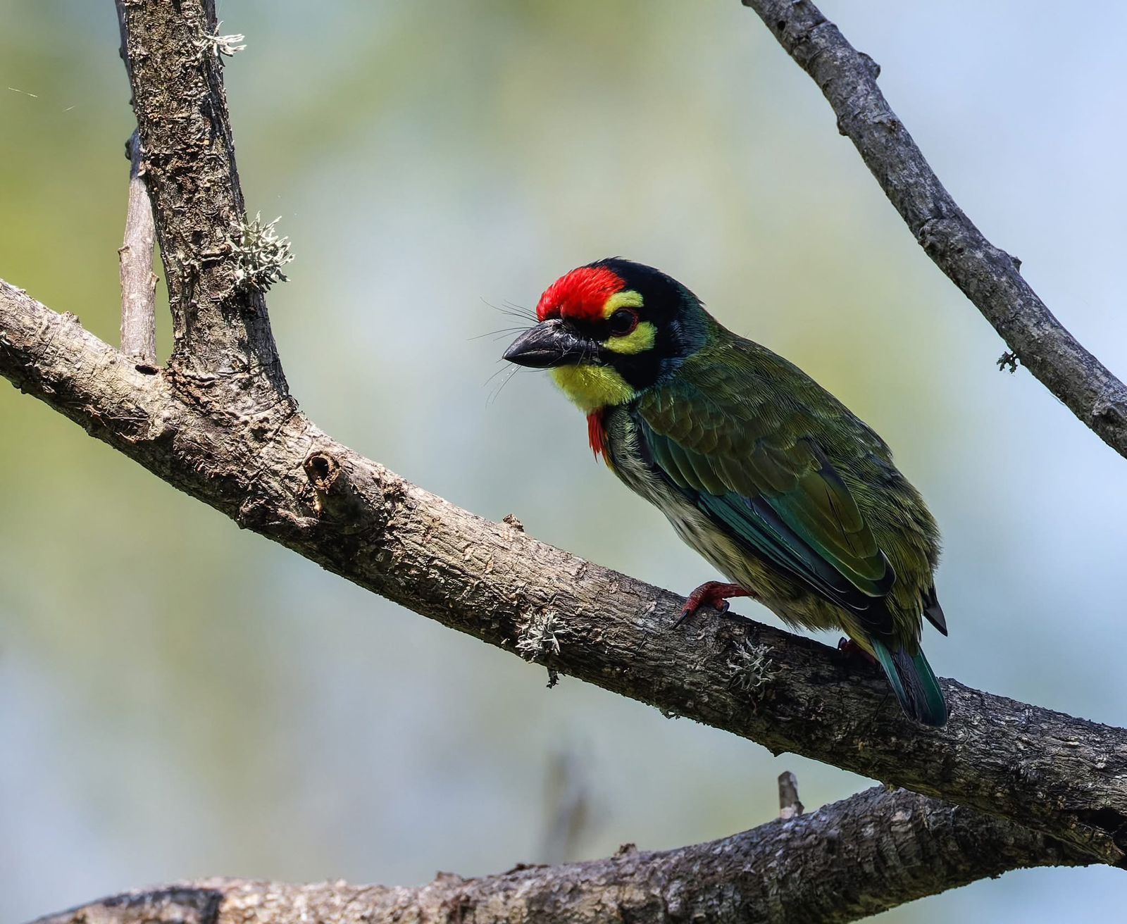Coppersmith barbet perched on a bare branch
