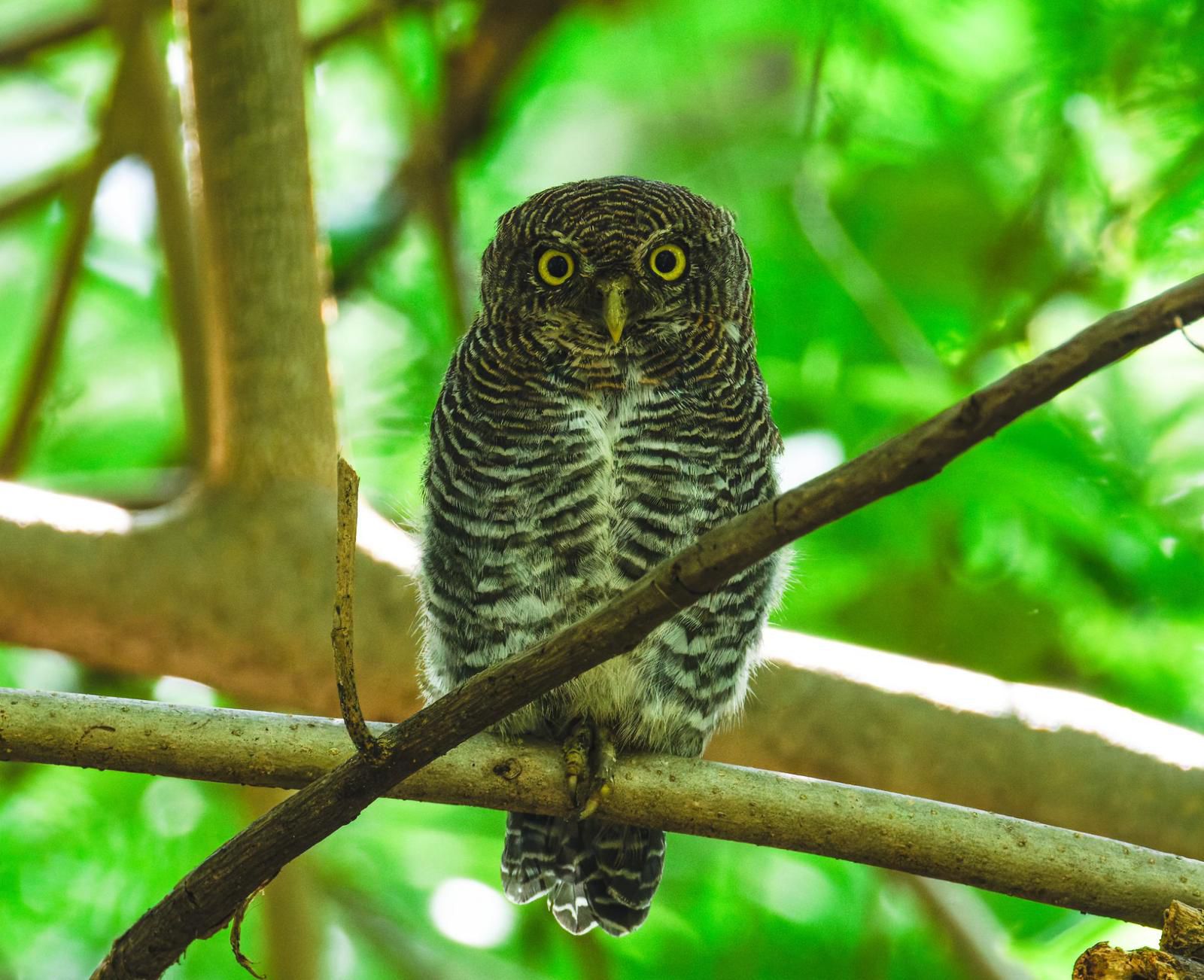 Chestnut-backed owlet in the canopy