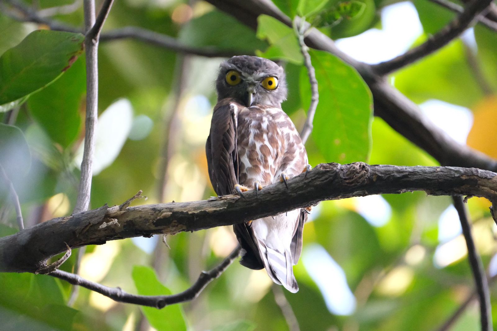 Brown hawk-owl staring from a forest perch