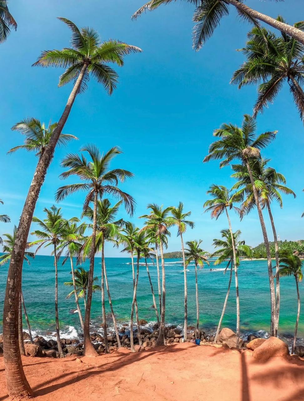 Coconut palms over the turquoise sea at Mirissa