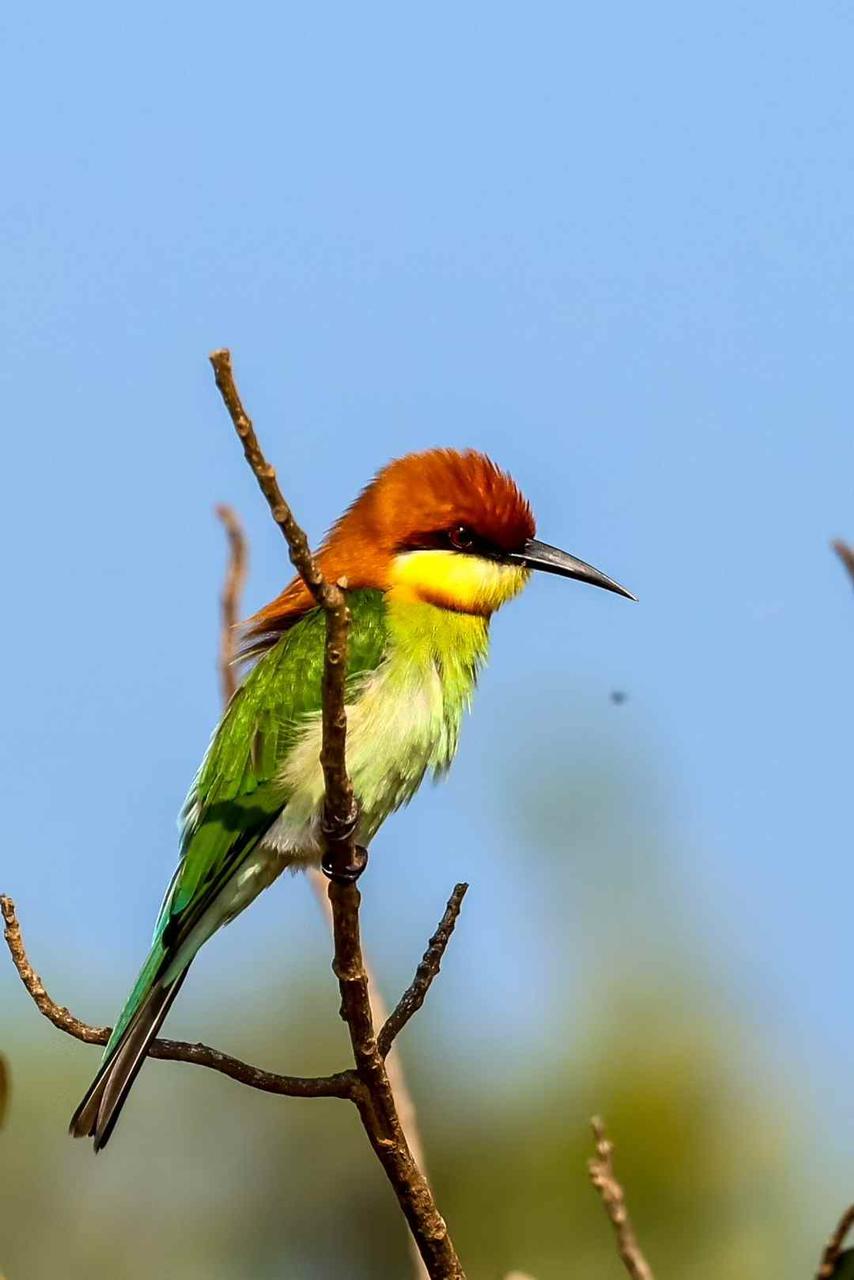 Chestnut-headed bee-eater on a slender twig