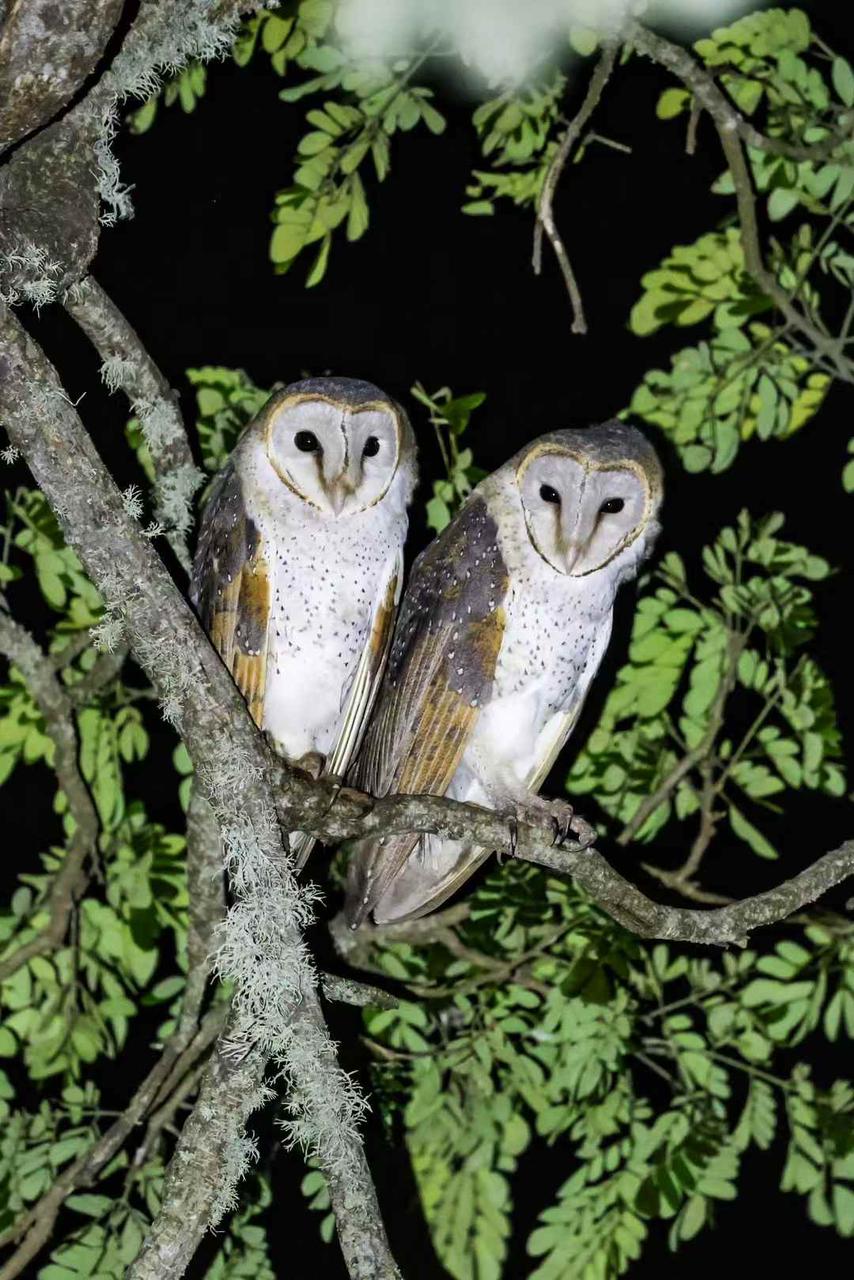 Pair of barn owls roosting at night in mossy branches