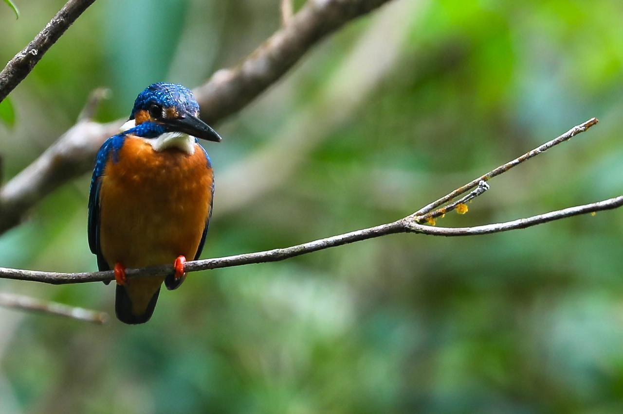 Common kingfisher perched on a slender branch