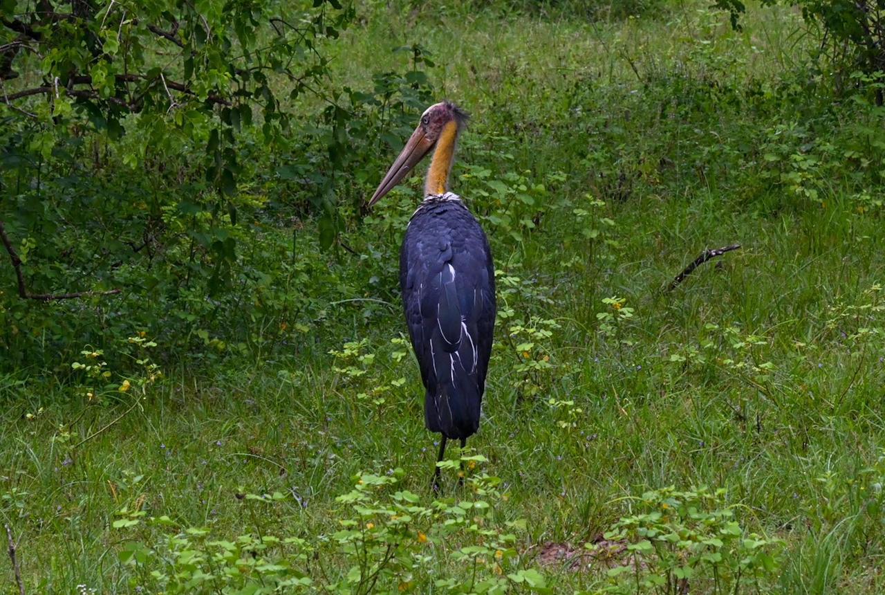 Lesser adjutant stork standing in lush wetland grass
