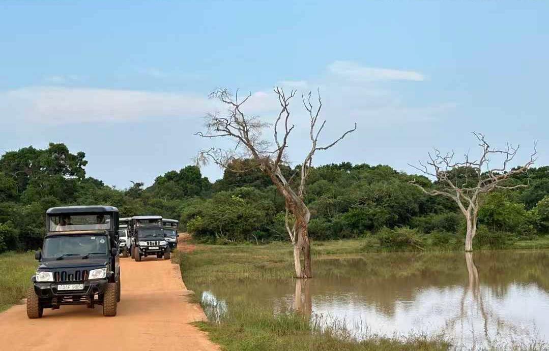 Safari jeep convoy on a Yala track beside a still tank