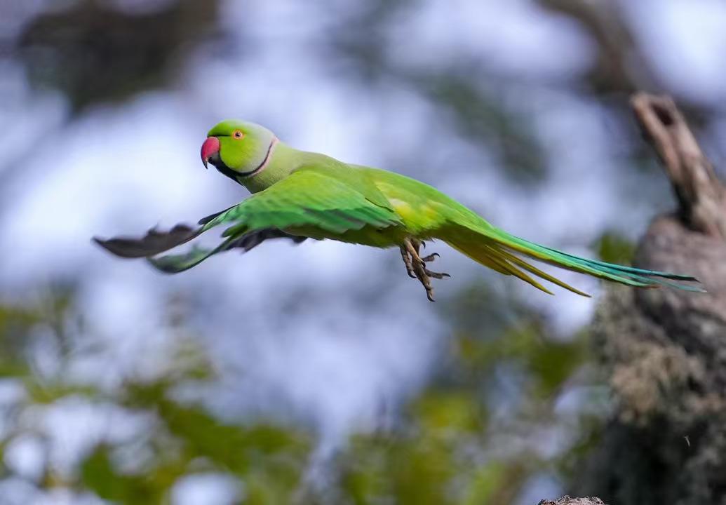 Rose-ringed parakeet in mid-flight against the sky