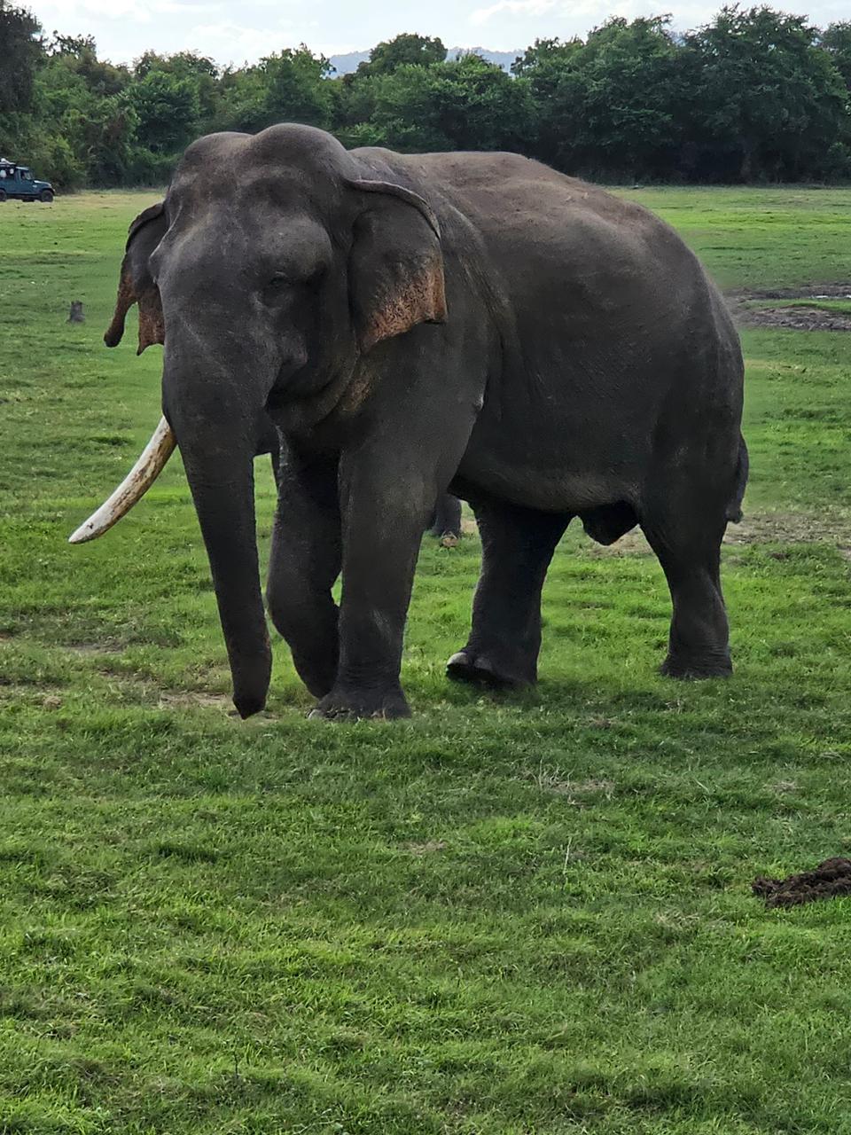 Lone tusker walking across grassland in Udawalawe