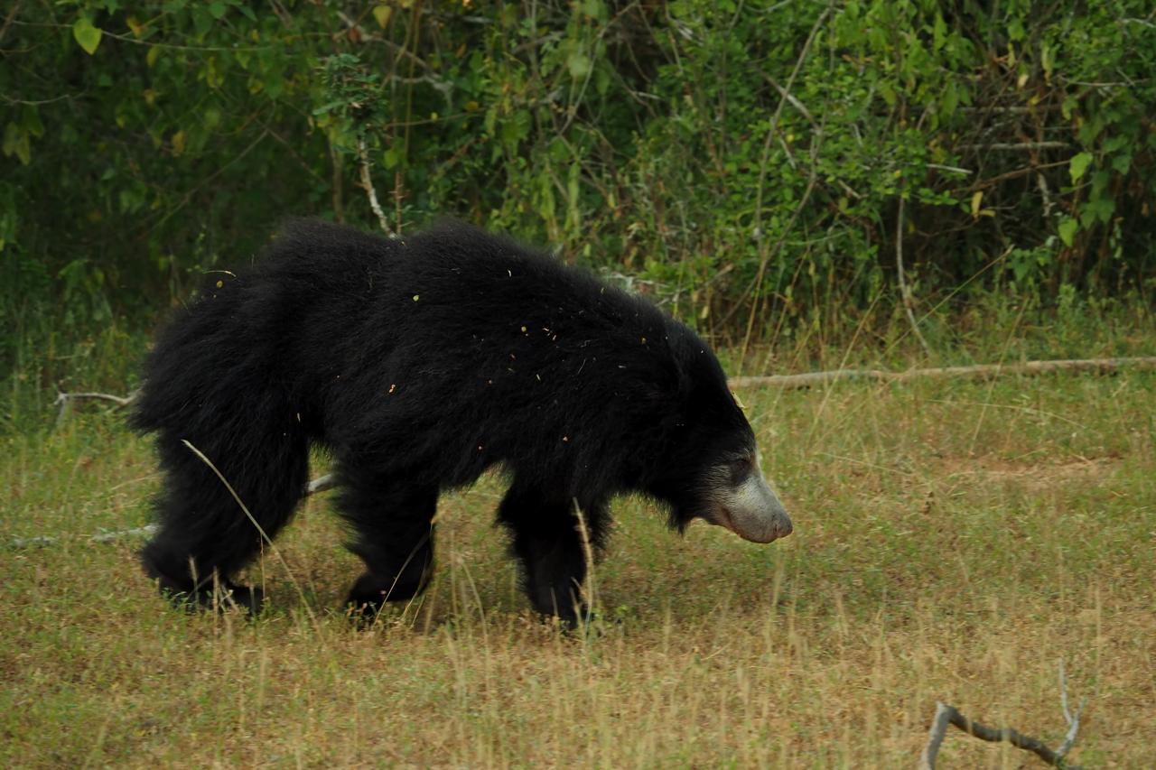 Sri Lankan sloth bear walking through dry grassland