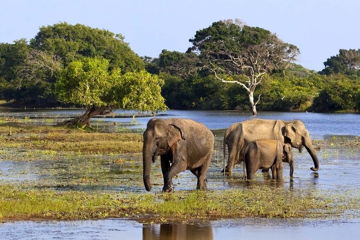 Wildlife Spectacular