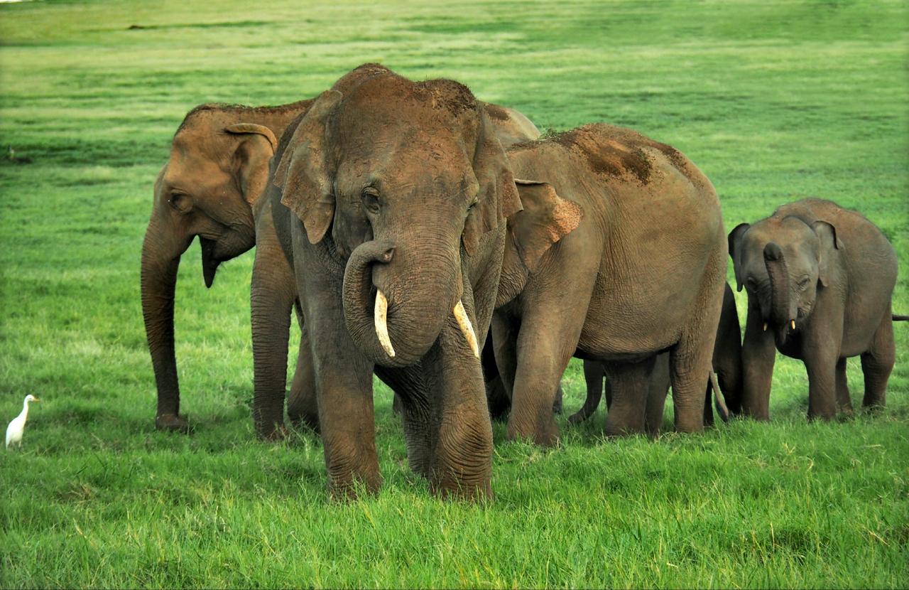 Tusker with the herd in green plains
