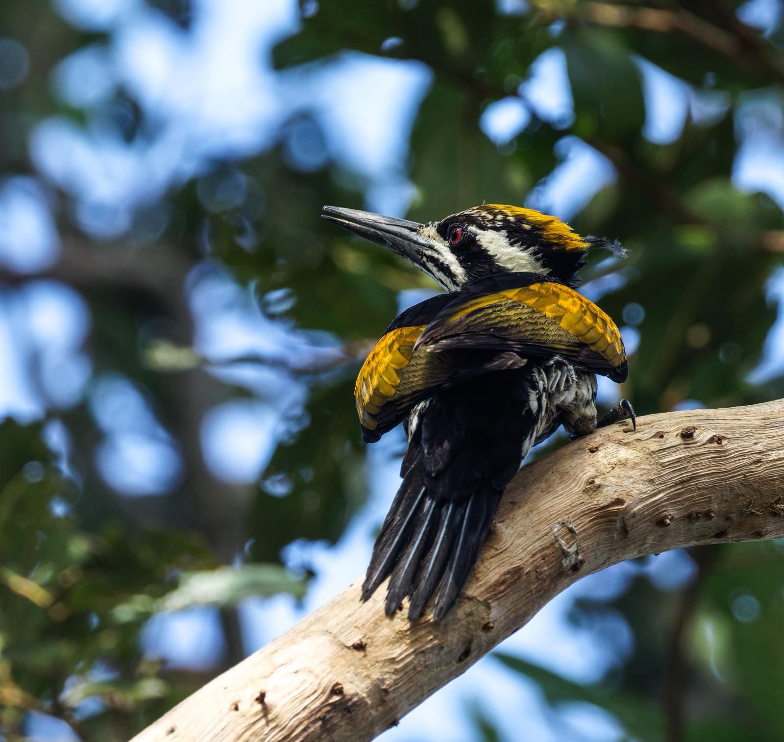 Black-rumped flameback woodpecker with golden wings on a curved branch